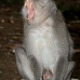 monkey_macaque_balinese_mf_ubud_v_0871_bal4584.jpg